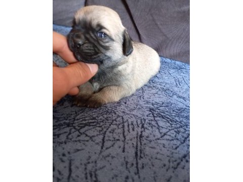 1 erkek ve 1 dişi pug