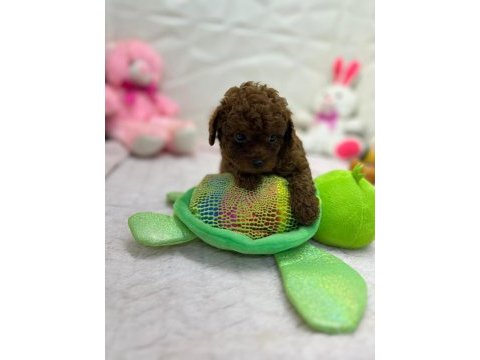 Mini toy poodle yavrular