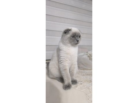 Blue point scottish fold