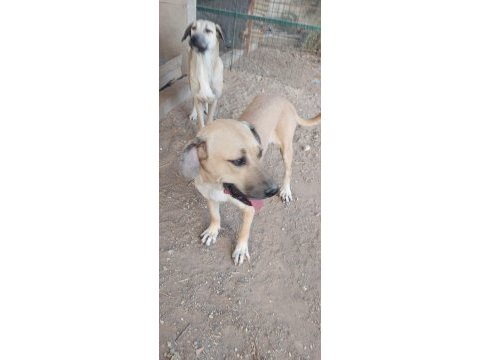 3 köpeğimizi sahiplendirme