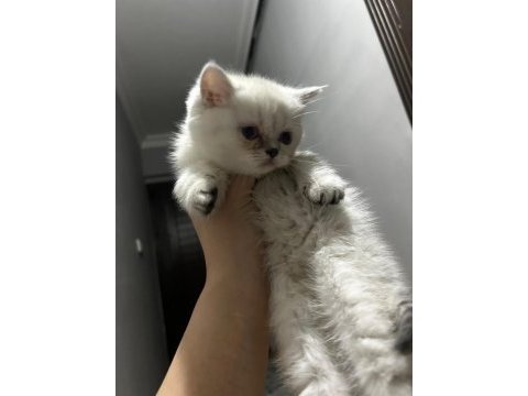 Bulu point dişi ve erkek kedilerimiz mevcuttur