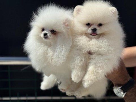 Show kalite teddy face pomeranian boo yavrular