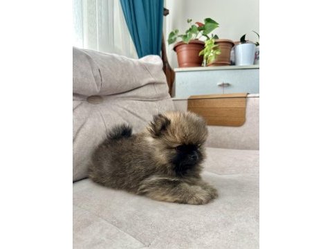 Erkek pomeranian son erkek teddy bear ayı surat yavrumuz
