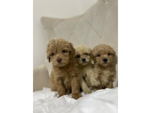 Maltipoo kapıda ödeme ve kredi kartı imkânı mevcuttur