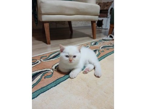 British shorthair red point