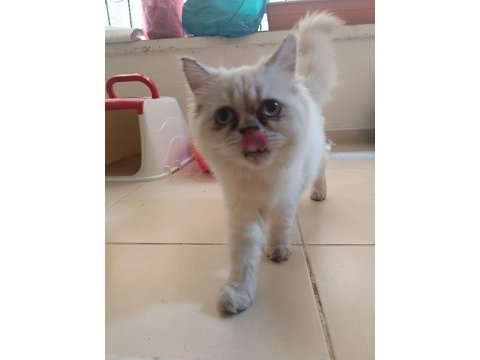 Shorthair ıran persian (pug ile takas var)