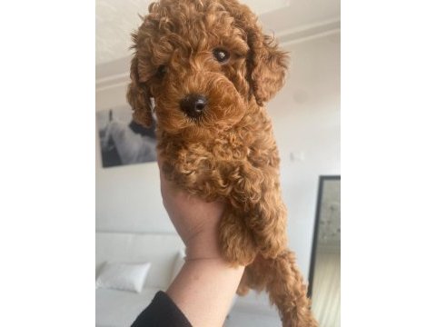 Kore - red brown - a kalite bebek yüzlü poodle
