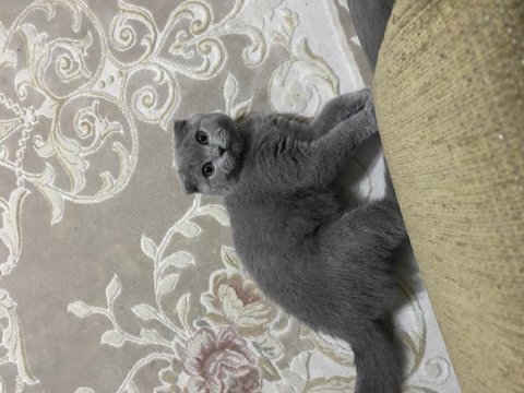 Scottish fold kedisi