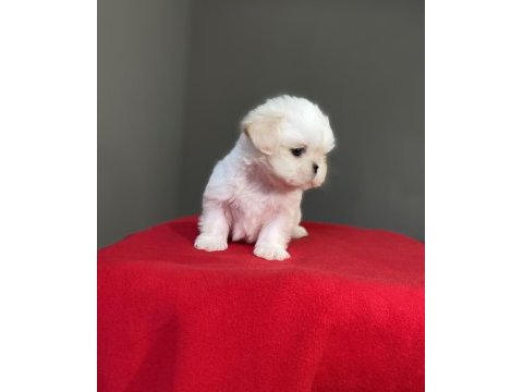 Shih-tzu (şitsu) yavrularımız yeni ailesini bekliyor