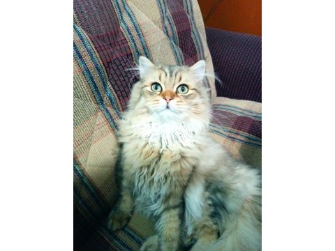 British longhair golden tabby