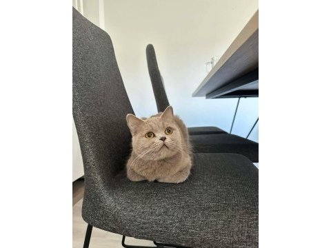 Lilac british shorthair kedimize aile arıyoruz.
