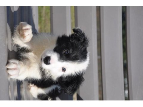 Siyah-beyaz border collie yavrular