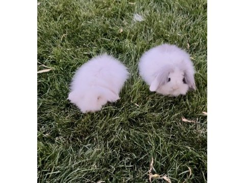 Hollanda teddy lop dişilerle cüce dişi tavşan