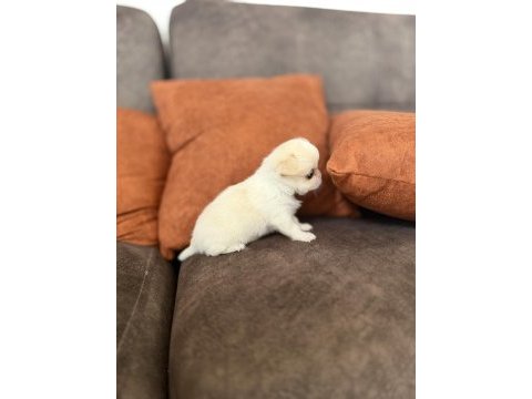 Micro boy anotomi harikası tr de eşsiz kalite dişi şivava