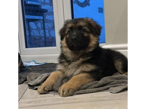 A şecereli alman kurdu yavrular kapıda ödeme mevcuttur