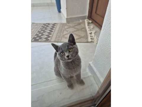 British shorthair erkek 4 aylık