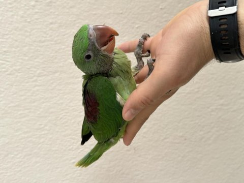 El besleme kapalı bebek alexander papağanları