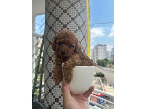 Toy poodle yavrularımız