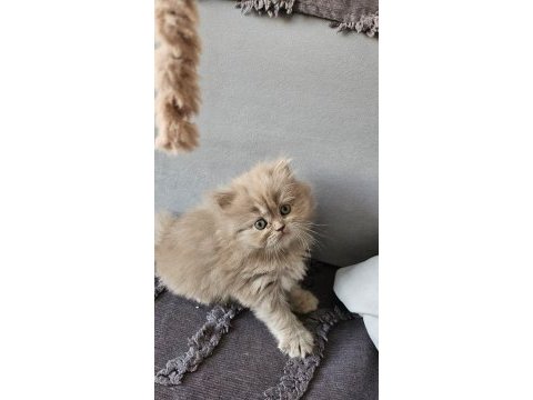Acil sadece aileye british longhair