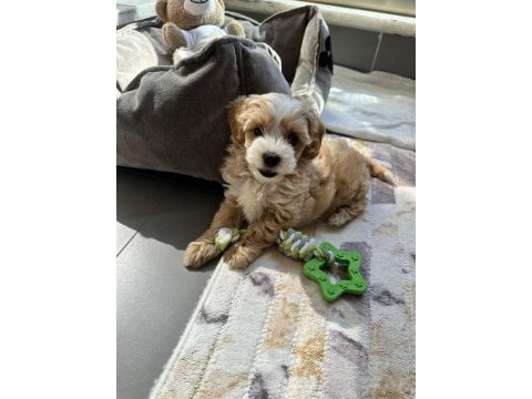 Muhteşem maltipoo bebekler