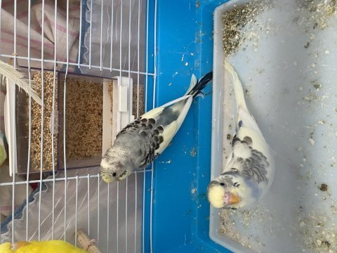 Yavrudan çift muhabbet kuşu