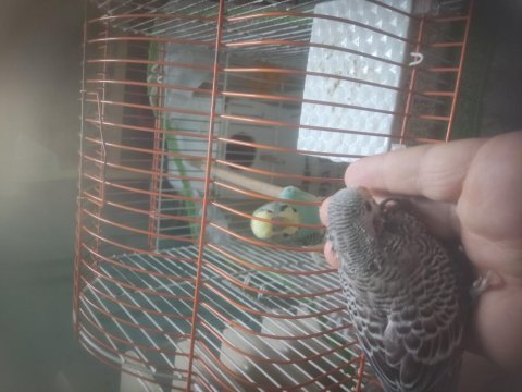 2 adet muhabbet kuşu biri yavru