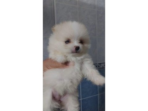 Orjinal anne baba altından 2 aylık pomeranian boo lar