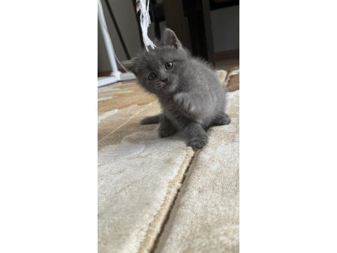 45 günlük british shorthair