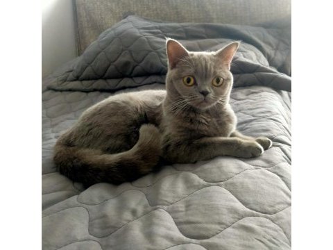 British shorthair kül rengi dişi