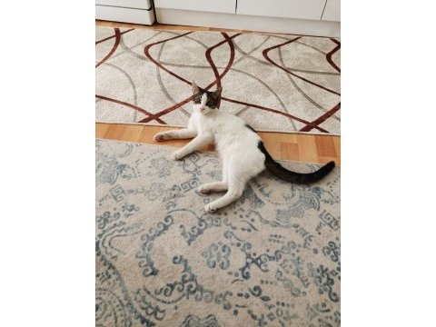 2 tane yavru kedi ücretsiz sahiplendirmek istiyorum