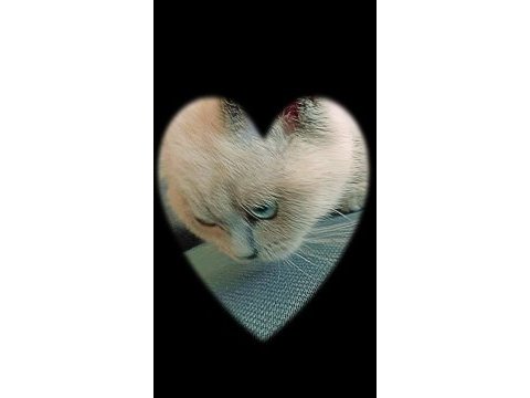 Ücretli sahiplendirme scottish fold