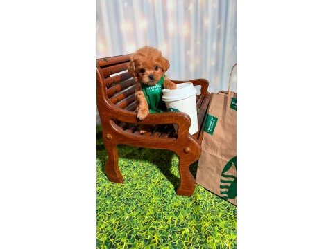 Tüy dökmeyen poodle minikler ailelerini bekliyor