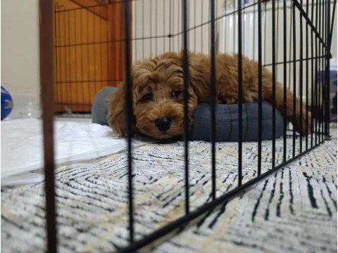 Maltipoo 3 aylık erkek