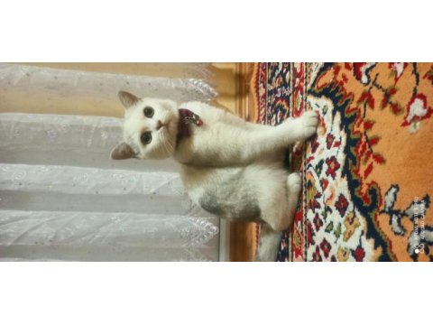 Oyuncu fıstık british shorthair