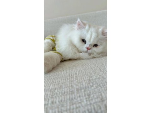 British longhair kedisi