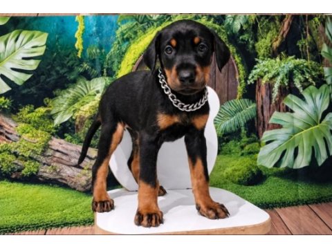 Kaliteli doberman