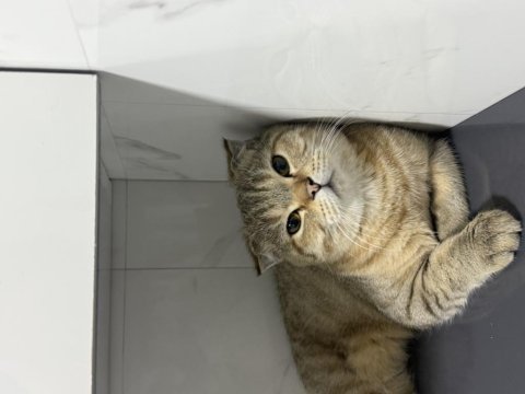 Scottish fold oğlumuza yuva arıyoruz