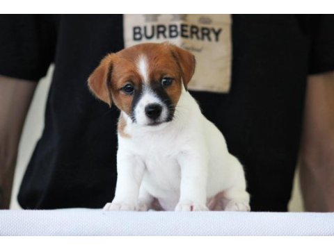 Fcı şecereli, kayıtlı, şampiyon soydan jack russell