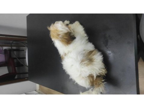 Shih tzu 2 aylık