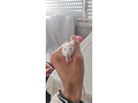 30 günlük ele alışık rat bebekler