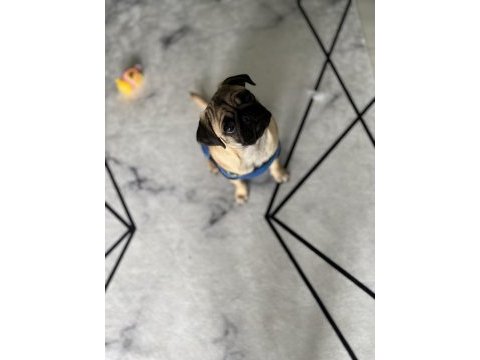 Acil sahiplendirmem gerekiyor pug