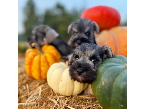 Fcı secereli miniatute schnauzer yavruları