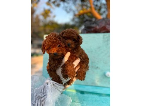 2 ve 9 aylık dişi red brown toy poodle yavrular