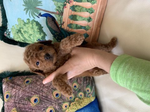 2 aylık erkek toy poodle yavrularım yeni yuvaya hazır