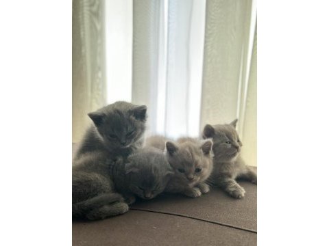 Tatlı bebek kedilerimize yavru arıyoruz
