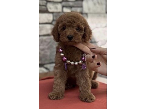 Toy poodle safkan