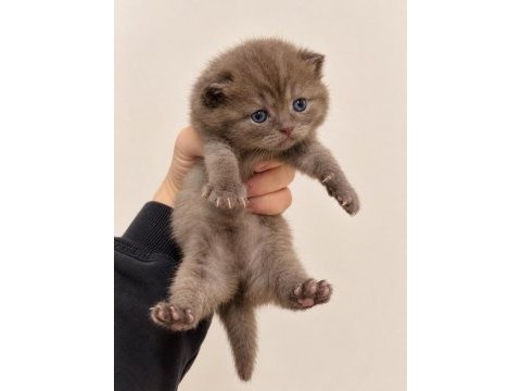 A kalite eşsiz güzellikte kediler (rezerve ılanıdır)