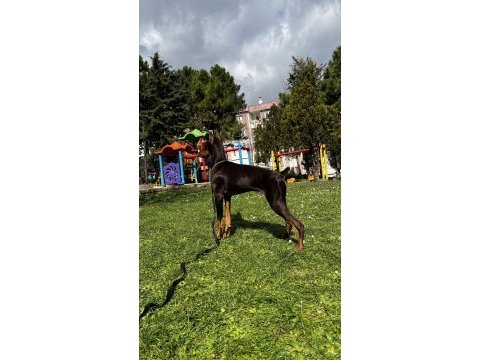 6 aylık kızıl doberman