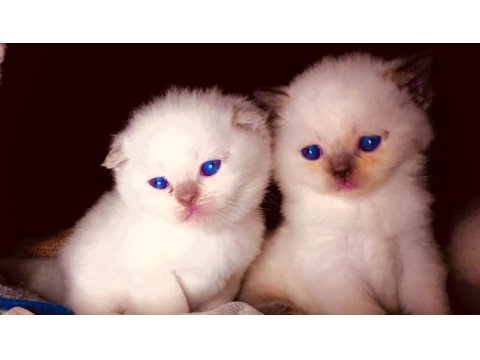 Scottish fold blue point ve british blue point