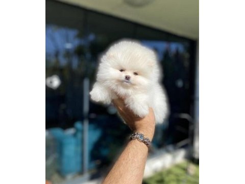 Pomeranian boo köpeği